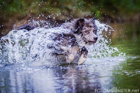 Hundeurlaub Hund Wasser
